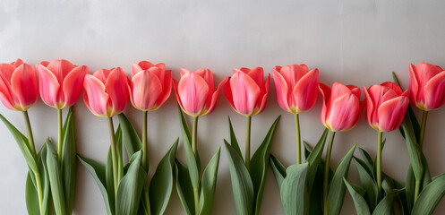  Spring tulip flowers on pink background top view in flat lay style. Greeting for Womens or Mothers...
