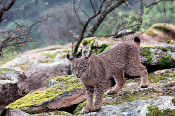 Iberian lynx in the Sierra de Andujar, Spain.