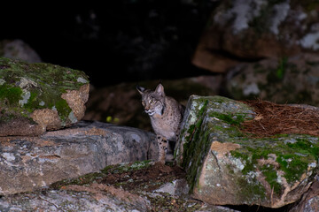 Iberian lynx in the Sierra de Andujar hunting at night, Spain. - obrazy, fototapety, plakaty