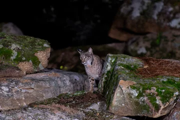 Nahtlose Tapete Airtex Luchs Iberian lynx in the Sierra de Andujar hunting at night, Spain.