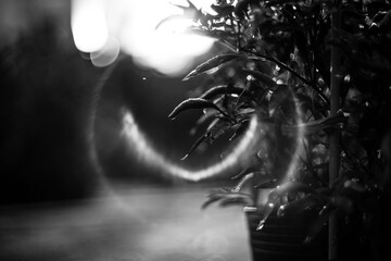 black and white Close-up of hand holding dry cilli,A scattering bunch of red chilies and green...