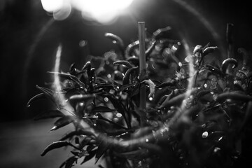 black and white Close-up of hand holding dry cilli,A scattering bunch of red chilies and green...