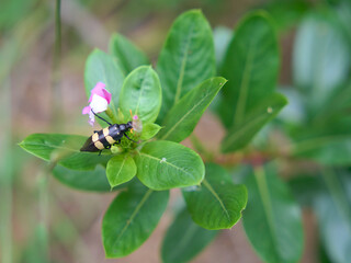 Nucleus oculatus is a species of blister beetle, closeup