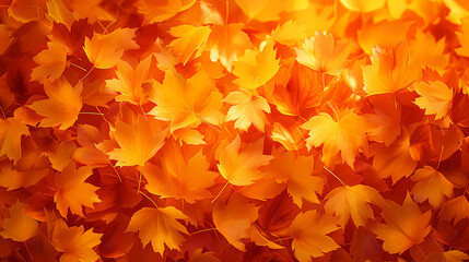 Naklejka na ściany i meble Autumn scenery, autumn scenery with falling maple leaves
