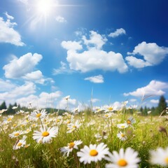 chamomile summer background, field with flowers, blue sky and sun, summer landscape