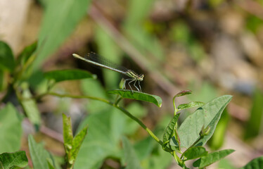 green dragonfly sits on a leaf