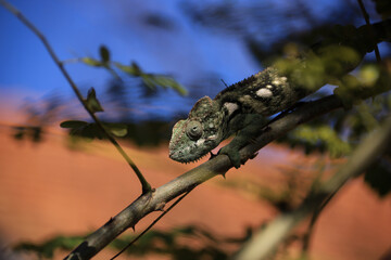chameleon on a branch in Madagascar