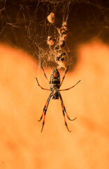 madagascar golden orb-web spider