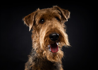 Portrait of an Airedale Terrier in close-up.