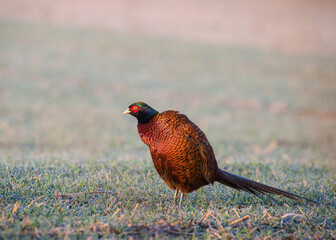 pheasant in the morning