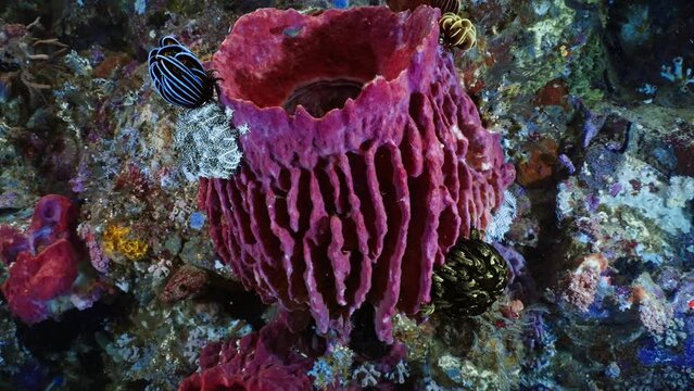 Big Red Barel Sponge in the komodo Archipelago in Indonesia