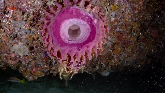 Big Red Barel Sponge in the komodo Archipelago in Indonesia
