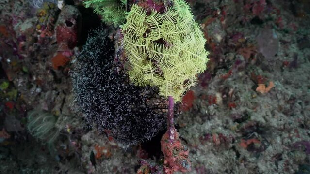 Yellow Sea Worm in the komodo Archipelago in Indonesia