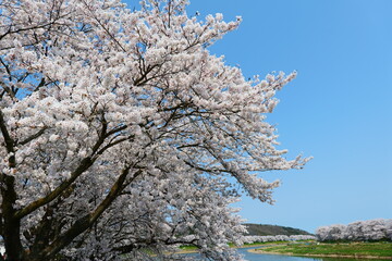 白石川一目千本桜。大河原、宮城、日本。4月上旬。
