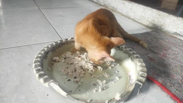 Anak kucing warna oranye makan nasi 