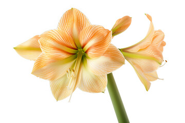 Elegant Peach Amaryllis Flower with Soft Petals and Delicate Texture on Green Stalk Isolated on White Background