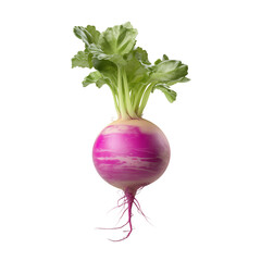 Turnip isolated on transparent or white background, png
