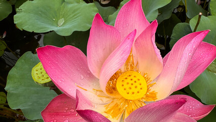 bright blooming pink water lotus flower growing among lush green leaves on calm pond