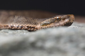 Portrait of a Short-tailed Pit Viper on a rock
