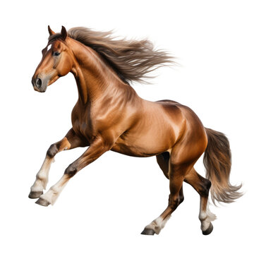 Elegant horse in running pose on transparent background