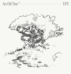 An ancient tree on a blank canvas. Hand drawn vector illustration, sketch. - 736949305