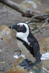 Naklejka premium African penguin (Spheniscus demersus) in the wild