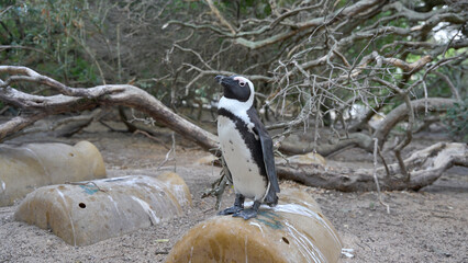 African penguin (Spheniscus demersus) in the wild