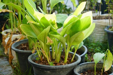 Fingerroot or Chinese’s Ginger. herbs in plant pot. with morning light. homegrown or urban farming. organic food or eating healthy. nature background.