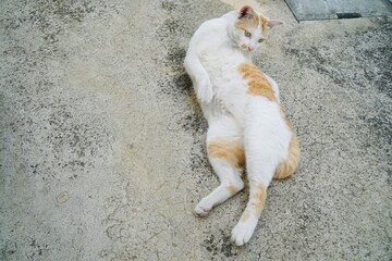 adorable white and orange cat lying on the cement floor with copy space. animal portrait.