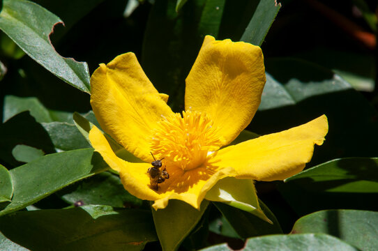 Sydney Australia, insect on bright yellow flower of hibbertia scandens or snake vine