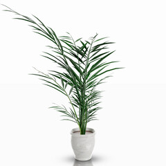 Primo piano di pianta ornamentale d'appartamento su sfondo bianco scontornabile.