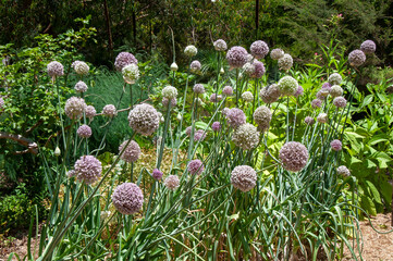 Sydney Australia, row of allium ampeloprasum or common leek in garden