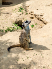 Meerkat, a mongoose species, with sand and stone background in Zoo Bochum, Germany - 736953966