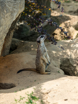 Meerkat, a mongoose species, with sand and stone background in Zoo Bochum, Germany
