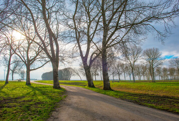 Fototapeta na wymiar Trees along a path in sunlight in winter, Almere, Flevoland, Netherlands, February 13, 2024
