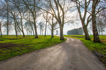 Trees along a path in sunlight in winter, Almere, Flevoland,  Netherlands, February 13, 2024