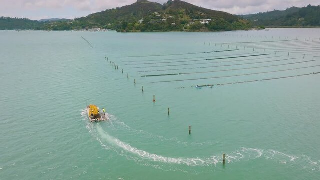 Harvesting Oysters in Whangaroa harbour, Northland, New Zealand