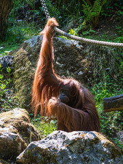 Orangutan in the Wuppertal Green Zoo in Germany - 736955720