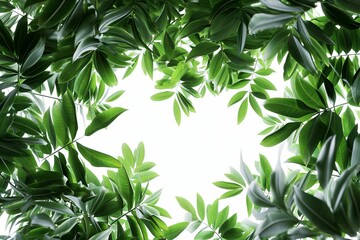 Lush green leaves forming a frame with a bright white background in the center, suitable for eco-themed designs and backgrounds.