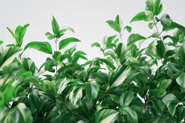 Obraz premium Lush green leaves on a white background, suitable for nature themes and backgrounds.