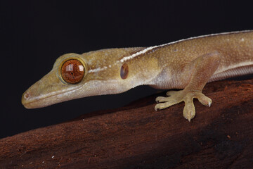 Portrait of a Lined Gecko on a tree trunk
