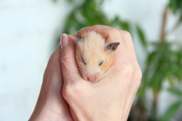 Syrian hamster sleeps in the palms of the owner