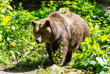 Brown bear walking on ground in nature in the Wuppertal Green Zoo in Germany. Cute big bear landscape nature background. Animal wild life. Adult brown bear in natural environment. Selective focus. - 736956338