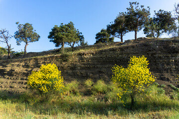 Fototapeta premium Yellow Spanish broom flower - Spartium junceum. Blooming on the blue clear sky background.