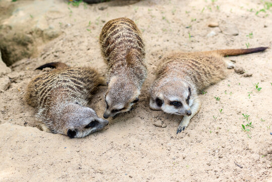 Group of three meerkats lie on the sand, a mongoose species, in Zoo Bochum, Germany