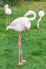 Pretty flamingo in Zoo Bochum, North Rhine-Westphalia, Germany. Selective focus. - 736957515
