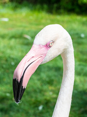 Flamingo portrait in Zoo Bochum, North Rhine-Westphalia, Germany. Selective focus. - 736957594