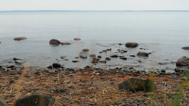 Onega Lake Karelia. Saynavolok sandy rocky beach. Stones gabbro diabase granite. Waves of water, cloudy summer weather. Orange pollen pine needles. Family ducks is swimming. Mother duck ducklings.