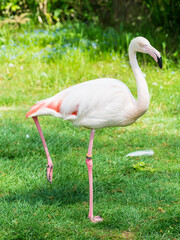 Pretty flamingo in Zoo Bochum, North Rhine-Westphalia, Germany - 736958193