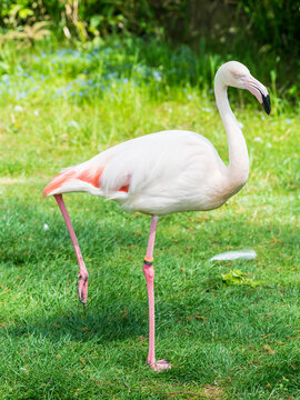 Pretty flamingo in Zoo Bochum, North Rhine-Westphalia, Germany